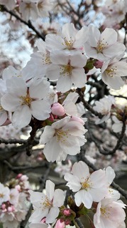 菬 .jpg