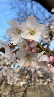 菬 2.jpg